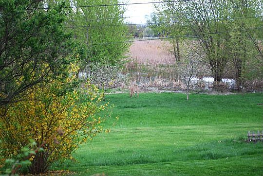 deer in backyard