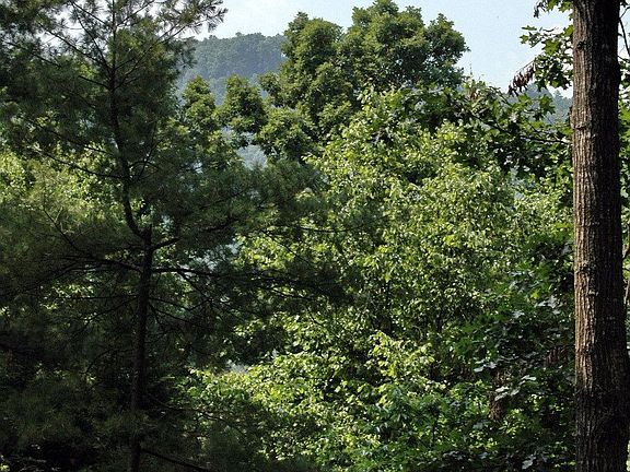 Mountain View from Deck!