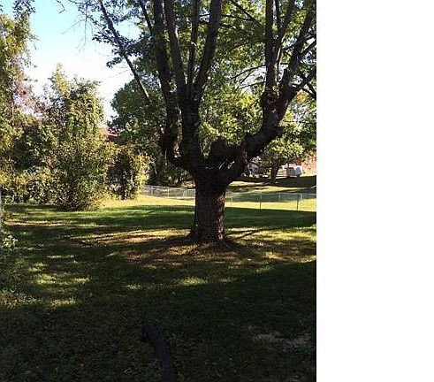 Trees for shade & privacy