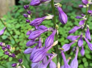 1160 Rector Branch Rd, Marshall, NC 28753