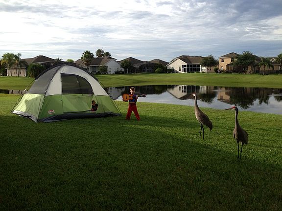 Wild heron visiting backyard