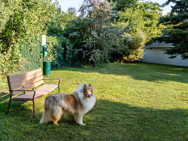 WAG pet park