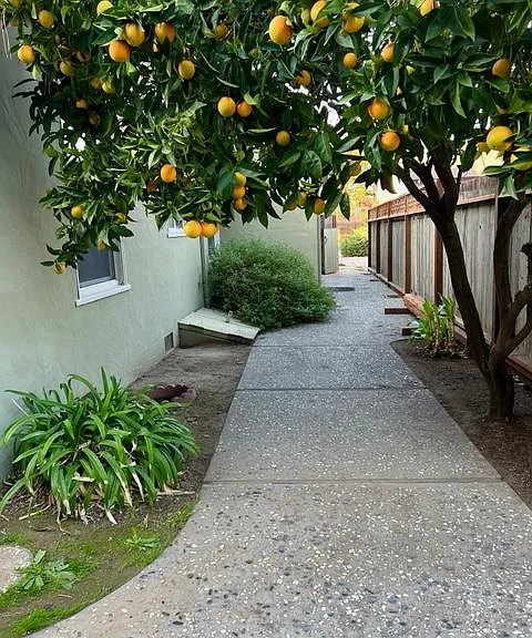 Orange tree in side yard