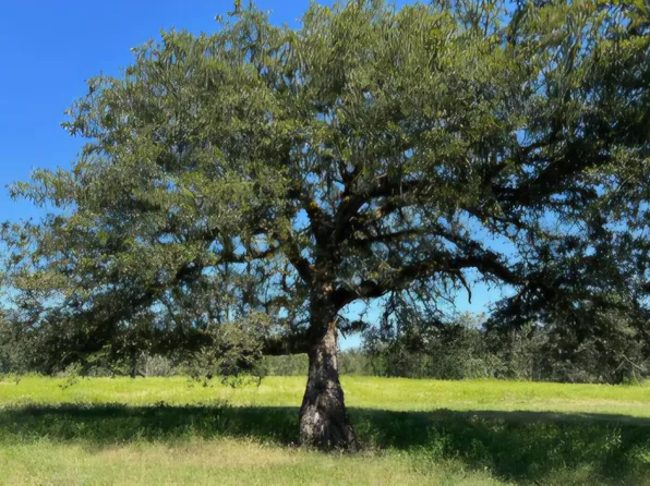 Farris Loop, Merryville, LA 70653