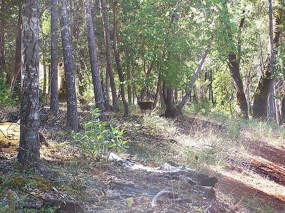 4th image of 10529 Lower River Rd