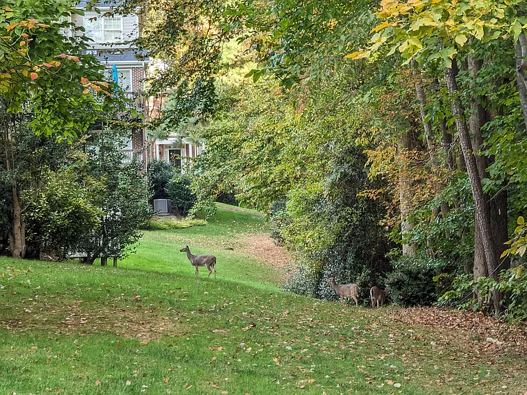 Deer in the backyard