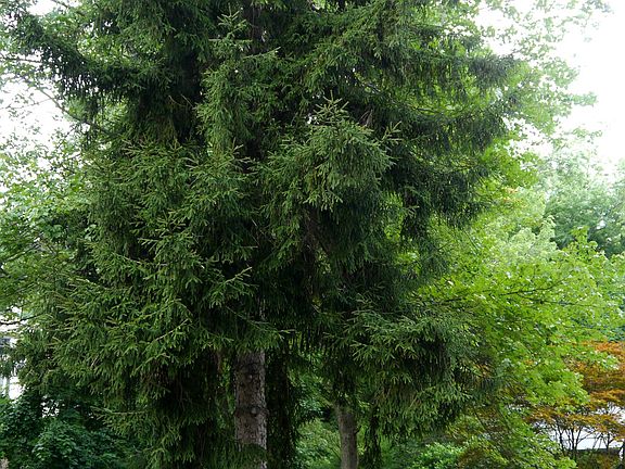 Mature treed property