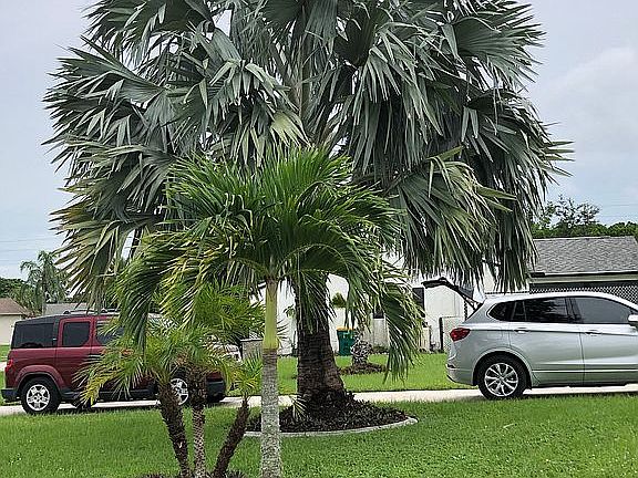 Front Yard