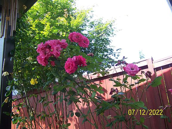 Back yard