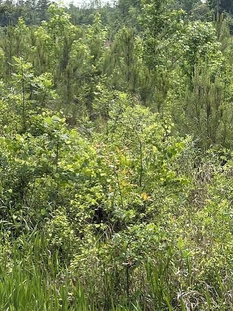 2nd image of 0 Texas Ln