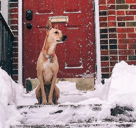 Roof ~ We are Dog Friendly