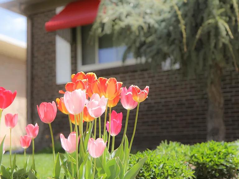 Front Yard: Plants and Trees Make a Picturesque Yard
