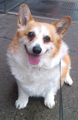 Rented by Corcoran | media 38