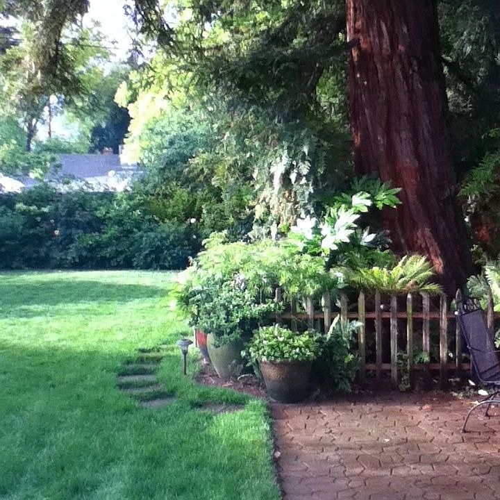 Back Yard Beauty
