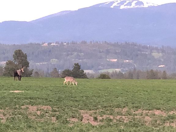 Wildlife in alfalfa field 