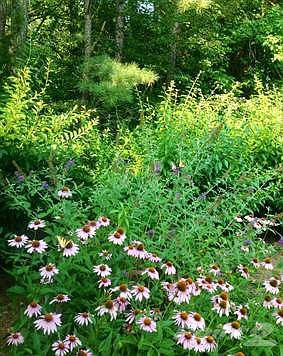 Butterfly garden and hummingbirds