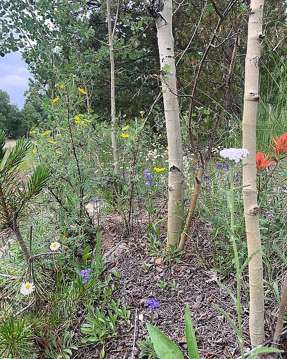 Beautiful wildflowers!