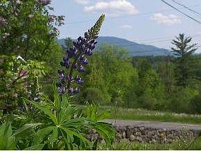 Lupine Abound