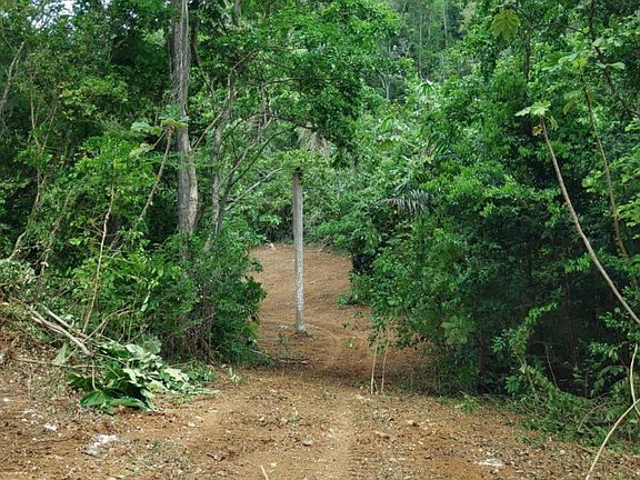 4th image of 1 Bo Dominguito Ctr #651
