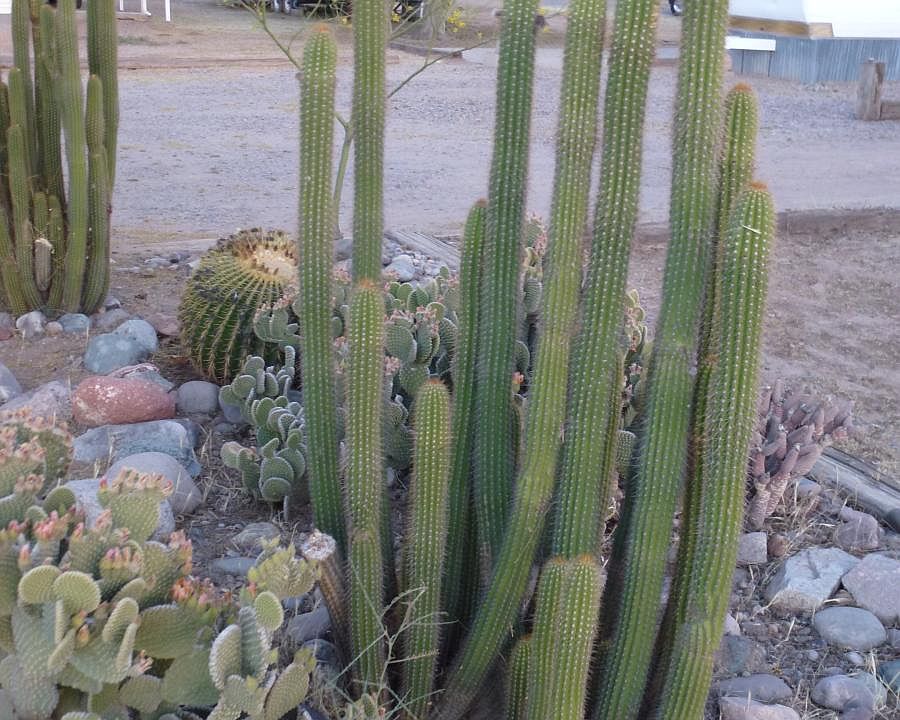 ...and stove pipe cactus.