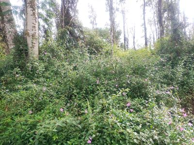 Pahoa Rd, Pahoa, HI, 96778