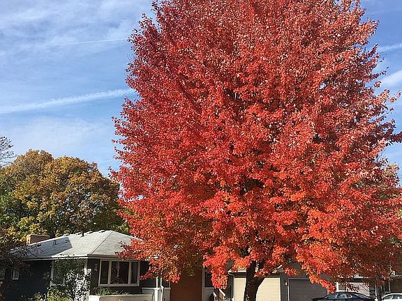 Incredible Fall Color