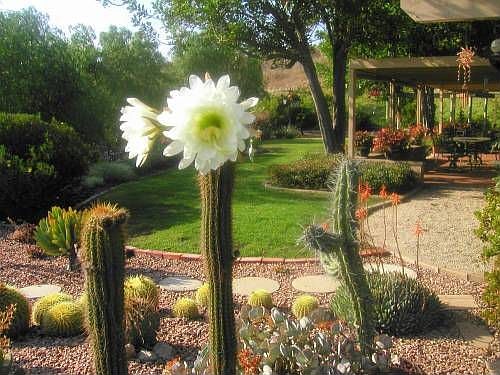 Backyard entertainment
