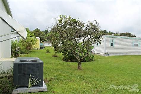 REAR OF HOME GRAPEFRUIT TREE