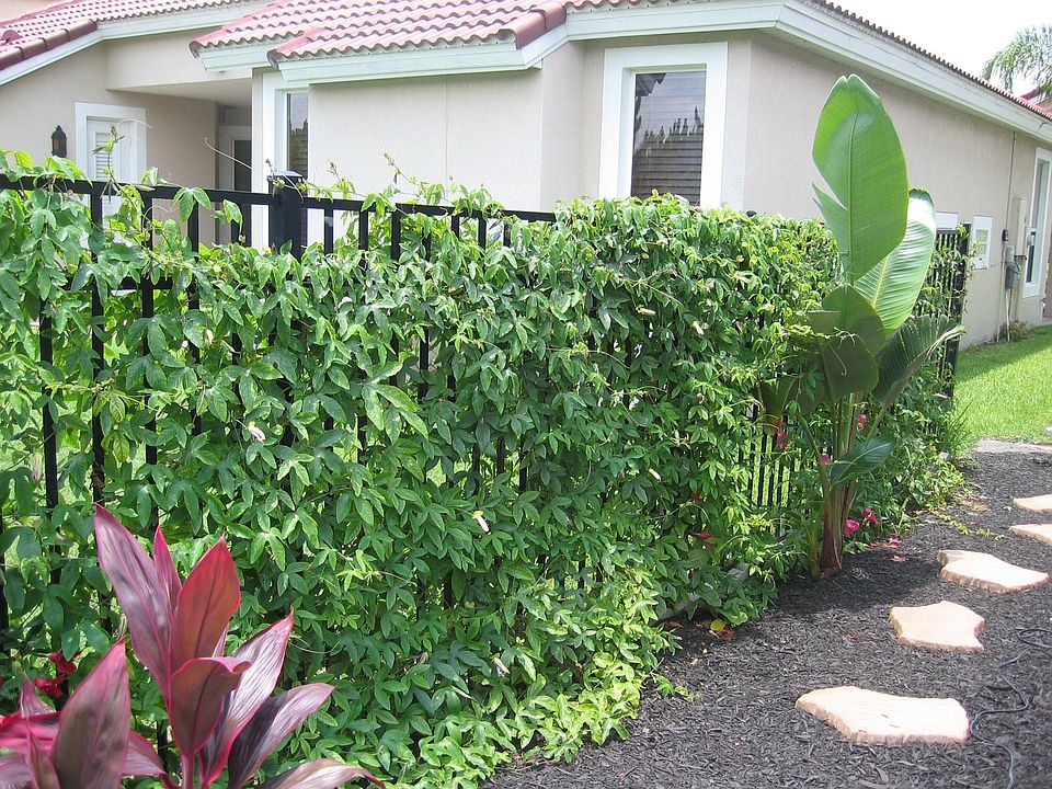 New Landscaping 