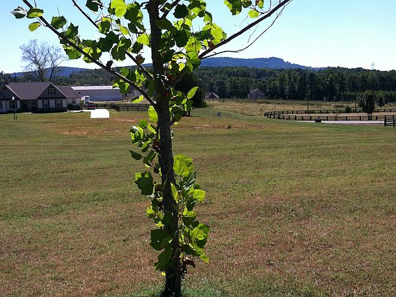 Relax under a sycamore tree