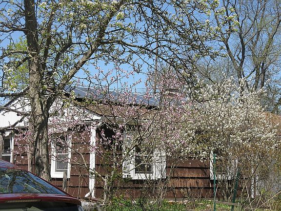 solar panels & fruit trees