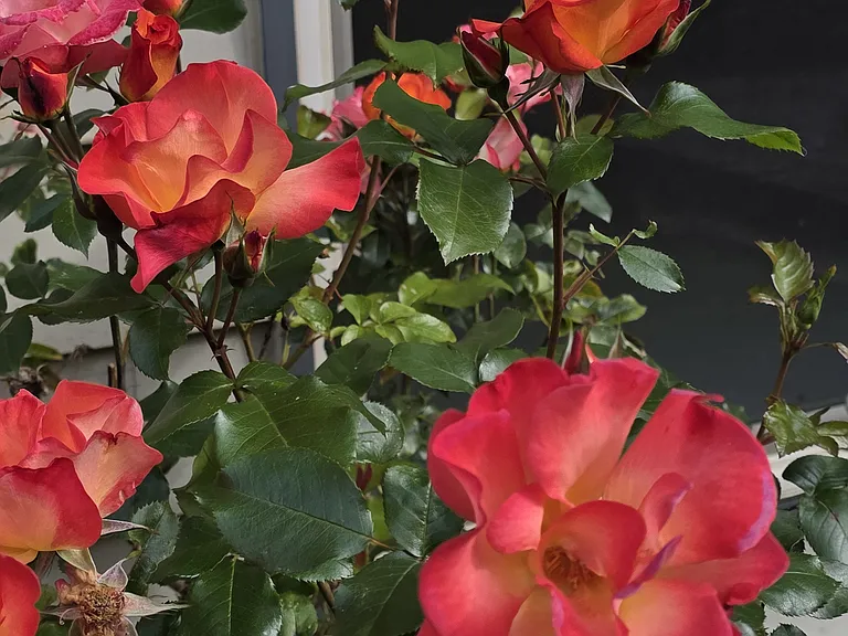 a gardener's paradise