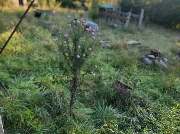 3911 Rock Rd, Bourbon, MO 65441