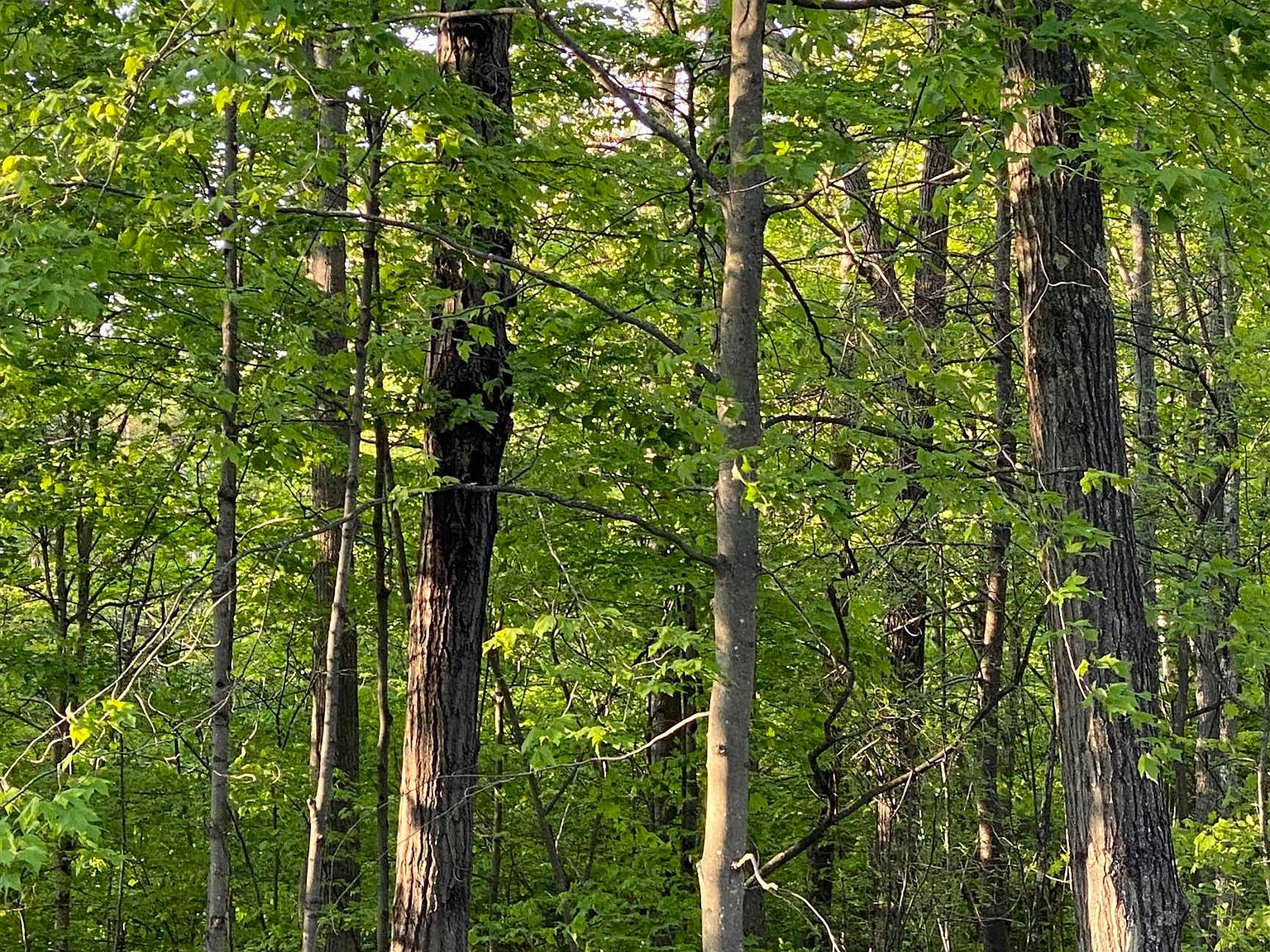 0 Vershire Riding School Road, Vershire, VT 05079 MLS 4954505 Zillow