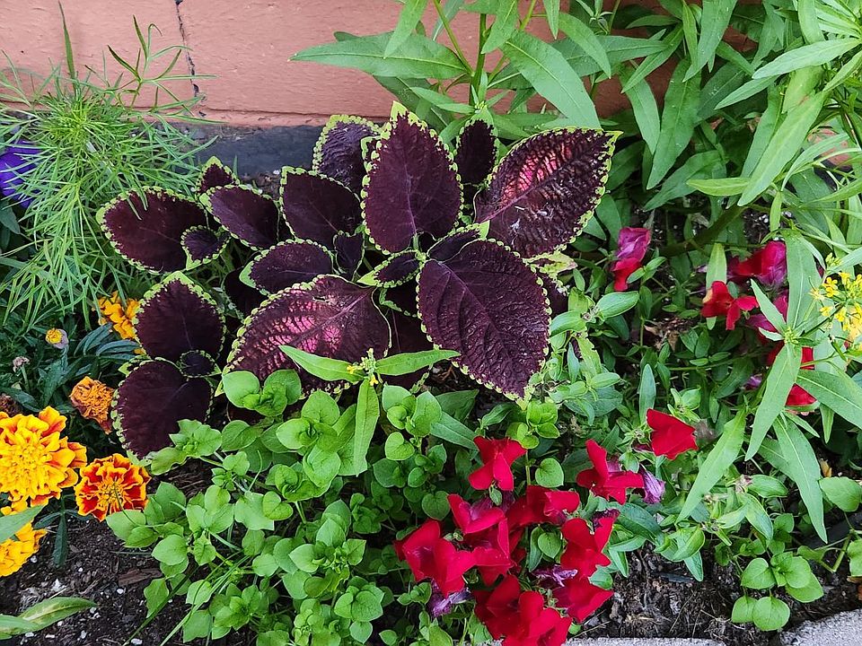 Full garden flowers at each entry. Flower make it better.