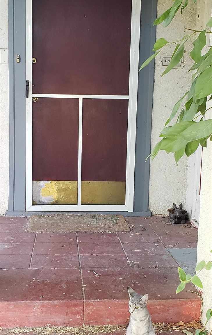 doors seek cat｜TikTok Search