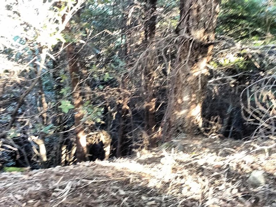 2nd image of 91 Bear Ct