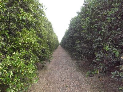 34499 Road 188, Woodlake, CA, 93286