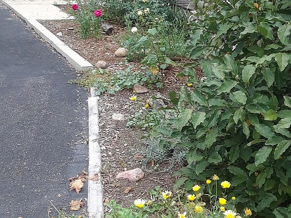 breathtaking roses still blooming into October