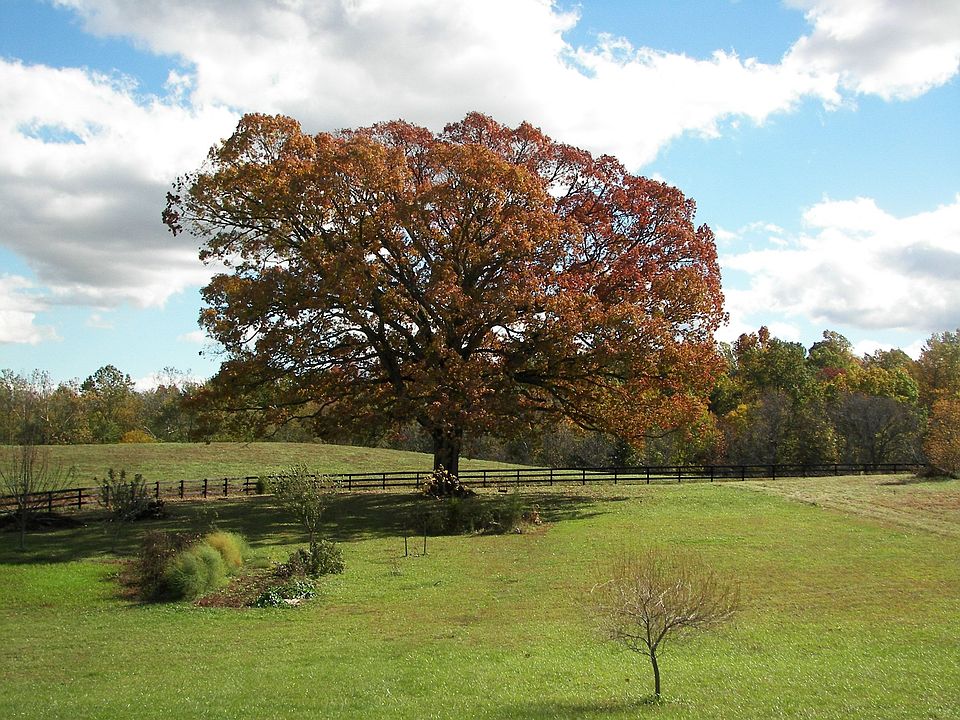 oak tree in fall - in backyard