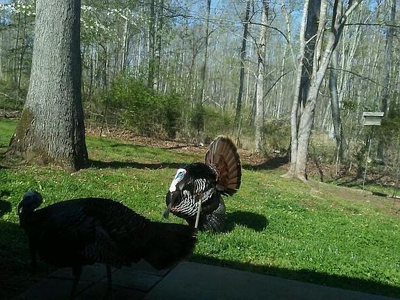 wildlife