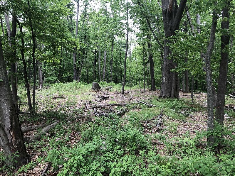 2nd image of 0 ROD AND GUN CLUB Road