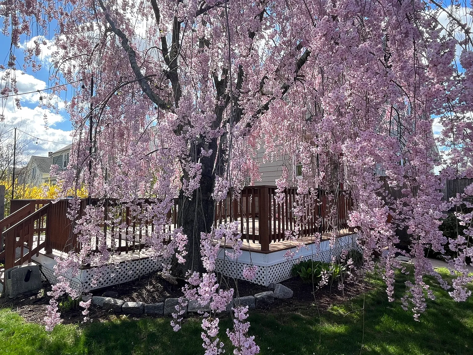 3 bed, 1507 sqft, $4,000 — Photo 3