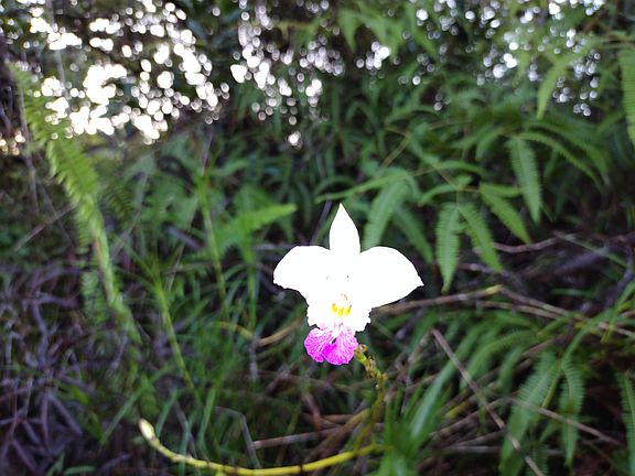 3rd image of Pilikai Rd Lot 293