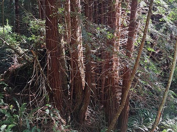 4th image of 403.131042 Redmond Rd