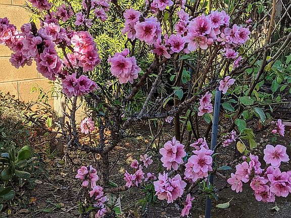 Nectarine Tree in Bloom