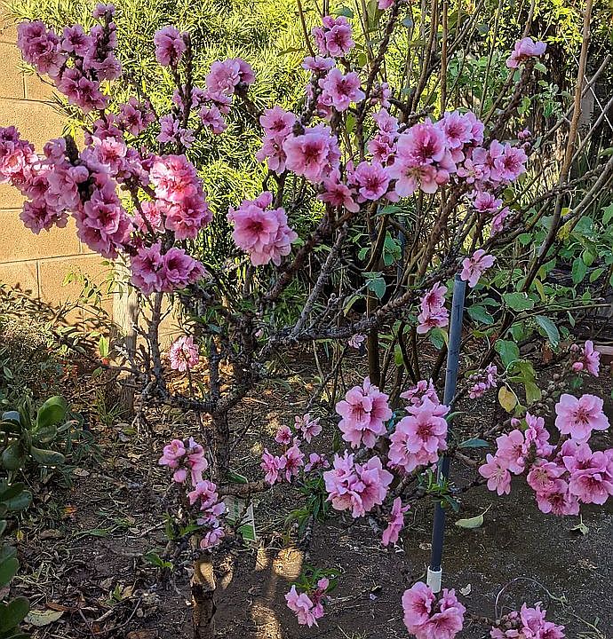 Nectarine Tree in Bloom