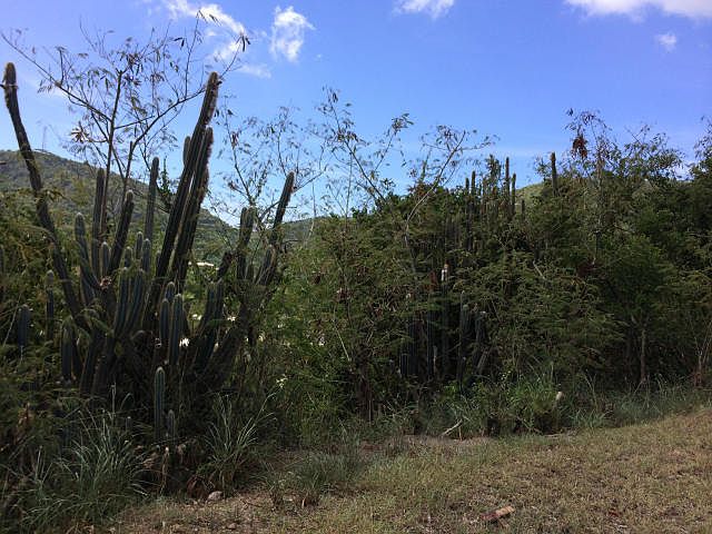 Lot is Overgrown