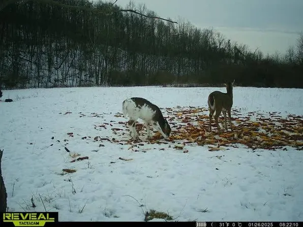 0 Cape Horn Rd, Dexter City, OH 45727