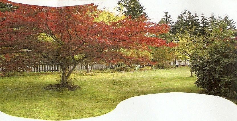 Japanesse Maple